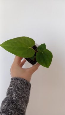 Anthurium raritní hybrid