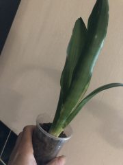 IMG_4312.jpeg