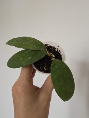 Hoya peninsularis
