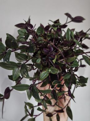 Tradescantia fluminensis