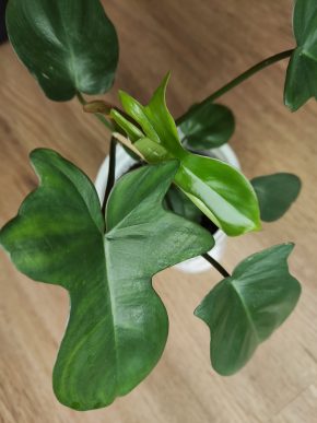 Philodendron pedatum 🌿