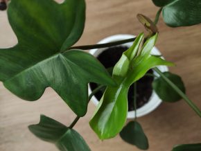 Philodendron pedatum 🌿