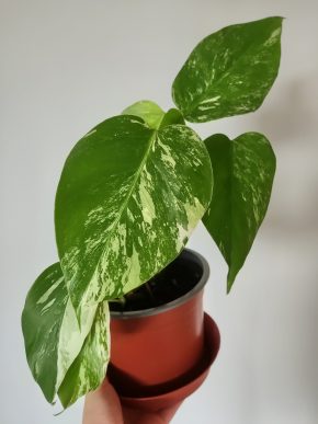Monstera Albo Variegata