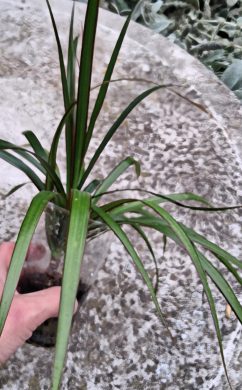 Dracena marginata