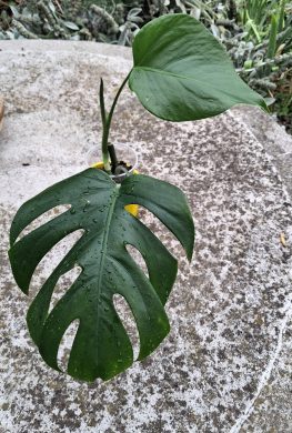 Monstera Deliciosa 2
