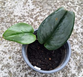 Scindapsus Moonlight