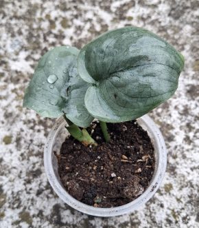 Scindapsus Silver Hero