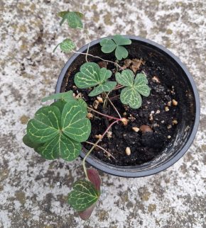 Oxalis Corymbosa