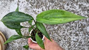 Epipremnum Amplissimum