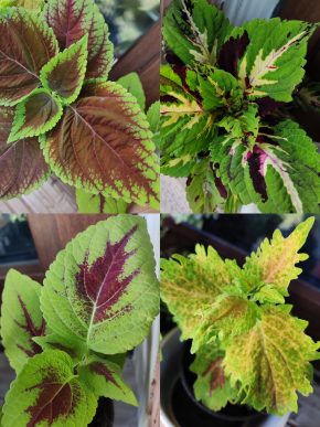Coleus (Africká kopřiva) 4 ks + 10 semínek
