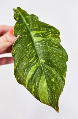 Philodendron ring of fire řez