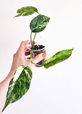 Epipremnum pinnatum Variegata