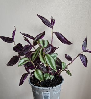 Tradescantia mix