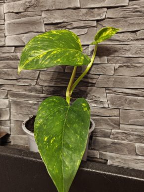 Epipremnum aureum