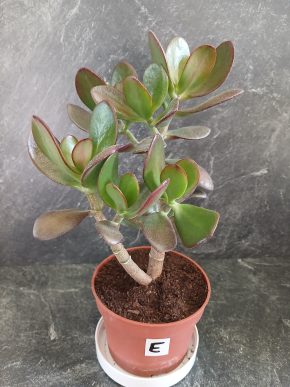 Crassula Ovata - Tlustice – symbol štěstí a prosperity.