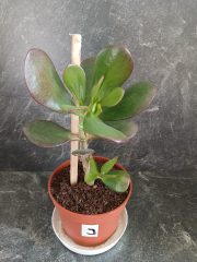 Tlustice do 20 cm výšky rostliny (6).jpg