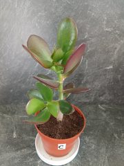 Tlustice do 20 cm výšky rostliny (9).jpg