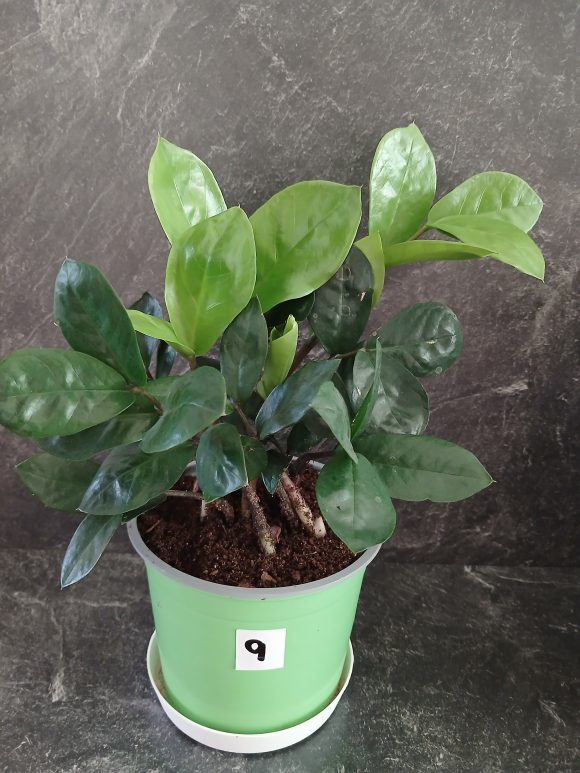zamioculcas výška rostliny 18-20 cm (1).jpg