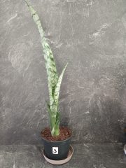 jazyky výška rostliny 30-40 cm (3).jpg