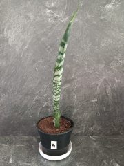 jazyky výška rostliny 30-40 cm (2).jpg