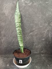 jazyky výška rostliny 30-40 cm (4).jpg