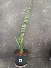 jazyky výška rostliny 30-40 cm (5).jpg