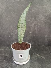 jazyky výška rostliny 21 cm (2).jpg