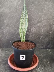 jazyky výška rostliny 21 cm (1).jpg
