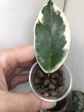 Hoya Crimson Princess - rostlina.