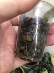 IMG_4372.jpeg