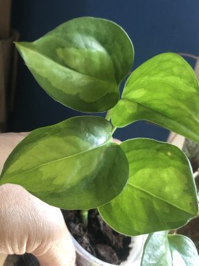 Epipremnum Global Green - rostlina