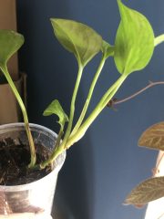 IMG_4351.jpeg