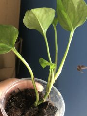 IMG_4353.jpeg