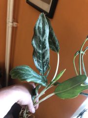 IMG_4346.jpeg