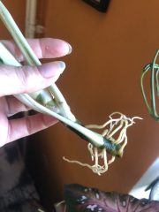 IMG_4347.jpeg