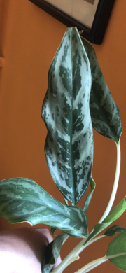 Aglaonema Grayhound - řizek z kořeni