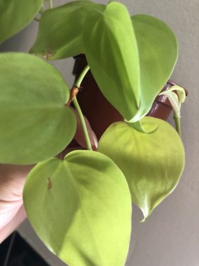 Epipremnum Lemon Limě - vrcholový řizek