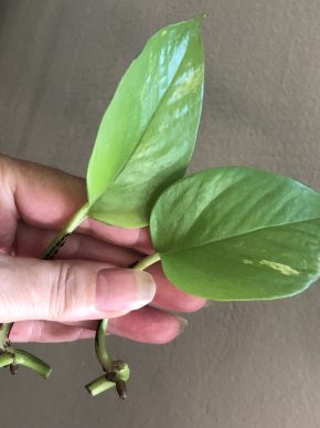 Epipremnum Neon variegata - stonkovy řizek .( jeden list )