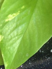 IMG_4380.jpeg
