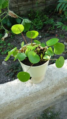 Pilea peperomioides 1