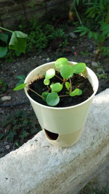 Pilea peperomioides 2
