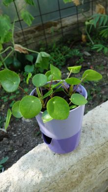 Pilea peperomioides 3
