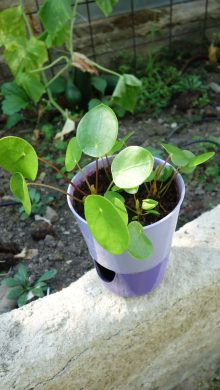 Pilea peperomioides 4