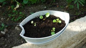 Pilea peperomioides 5