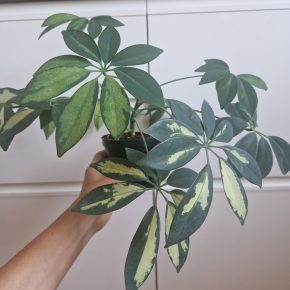 Schefflera