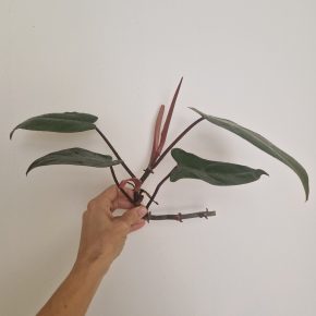Philodendron Red Emerald
