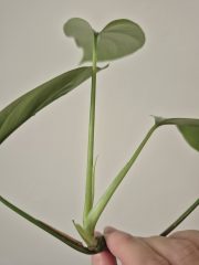 1000042776.jpg