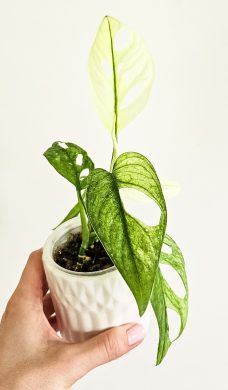 Monstera Adansonii sp. Archipelago raritka