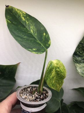Epipremnum Cintho Goldfinger  - rostlina
