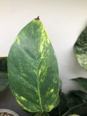 IMG_4409.jpeg